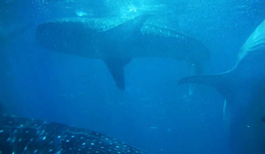 Experience the Philippines